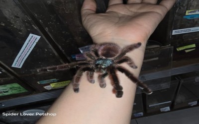 Caribena / avicularia Versicolor Female tarantula